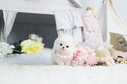 Lovely White pomeranian puppy from Beacon