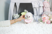 Lovely White pomeranian puppy from Beacon