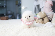 Lovely White pomeranian puppy from Beacon