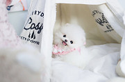Lovely White pomeranian puppy from Beacon