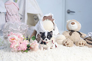 Lovely long-haired chihuahua puppy from Eagan