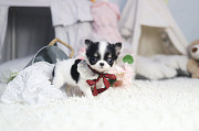 Lovely long-haired chihuahua puppy from Eagan