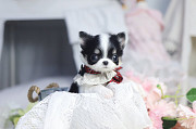 Lovely long-haired chihuahua puppy from Eagan