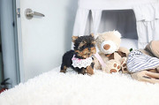 Lovely yorkie puppy from Eagle River