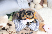 Lovely yorkie puppy from Eagle River