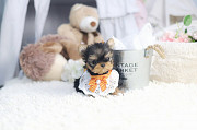 Lovely yorkie puppy from Eagle River