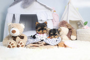 Lovely yorkie puppy from Eagle River