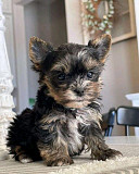 CUTE LITTLE YORKIE PUPPIES FOR SALES from Saint Paul