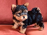 SMALL SIZE DOGS AVAILABLE from Harrisburg