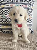 English Cream Golden Retrievers Puppies: Healthy, Loyal, Family-Friendly Companions Nashville