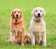 Golden Retriever Puppies Indiana: Loving Companions with Exceptional Temperament Bedford