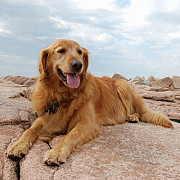 Golden Retriever Puppies Indiana: Loving Companions with Exceptional Temperament Bedford