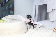 Black and Tan teacup chihuahua puppy from Bedford