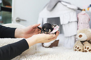 Black and Tan teacup chihuahua puppy from Bedford