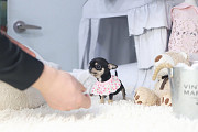 Black and Tan teacup chihuahua puppy from Bedford
