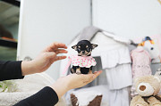 Black and Tan teacup chihuahua puppy from Bedford