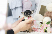 Black and Tan teacup chihuahua puppy from Bedford