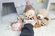 Lovely maltipoo puppy from Bedford