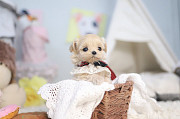 Lovely maltipoo puppy from Bedford