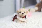 Lovely maltipoo puppy from Bedford