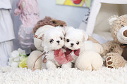 Lovely white maltese puppies from Buckeye