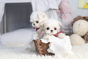 Lovely white maltese puppies from Buckeye