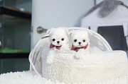 Lovely white maltese puppies from Buckeye