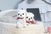 Lovely white maltese puppies from Buckeye