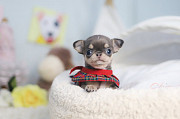 Lovely chihuahua puppy from Buckhall