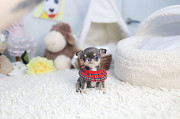 Lovely chihuahua puppy from Buckhall