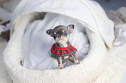 Lovely chihuahua puppy from Buckhall