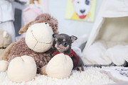 Lovely chihuahua puppy from Buckhall