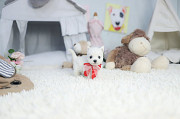 Lovely west highland White terrier puppy from Buenaventura Lakes