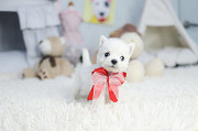 Lovely west highland White terrier puppy from Buenaventura Lakes