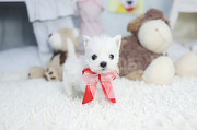 Lovely west highland White terrier puppy from Buenaventura Lakes