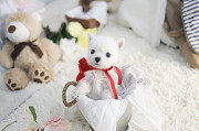 Lovely west highland White terrier puppy from Buenaventura Lakes