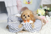 Lovely maltese puppy from Buffalo