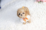 Lovely maltese puppy from Buffalo