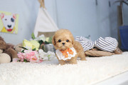 Lovely maltese puppy from Buffalo