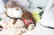 Lovely Teacup poodle puppy from Buffalo Grove