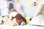 Lovely Teacup poodle puppy from Buffalo Grove