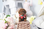 Lovely Teacup poodle puppy from Buffalo Grove