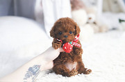 Lovely Teacup poodle puppy from Buffalo Grove