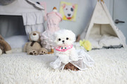 Lovely White maltese puppy from Bullhead City