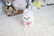 Lovely White maltese puppy from Bullhead City