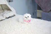 Lovely White maltese puppy from Bullhead City