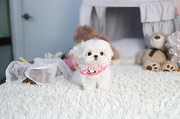 Lovely White maltese puppy from Bullhead City