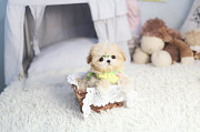 Lovely Shih Tzu puppy from Burbank