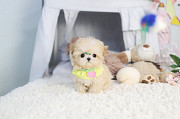 Lovely Shih Tzu puppy from Burbank