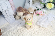 Lovely Shih Tzu puppy from Burbank